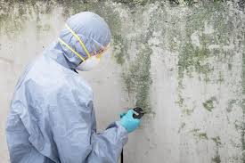 Best Commercial Mold Inspection  in Palmview South, TX